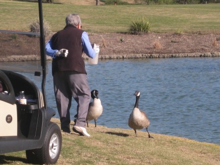 sue-geese