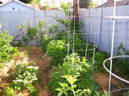 garden-2