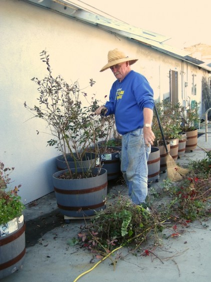 Cleaning up the blue berries!  We trimmed them pretty short for the first time!