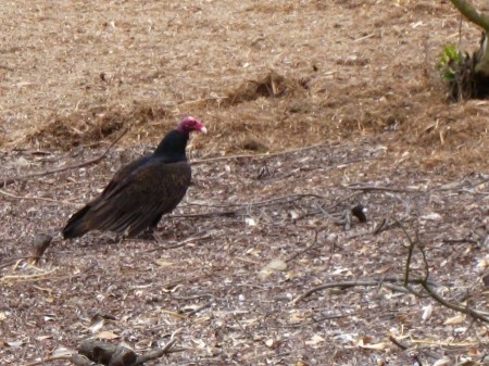 There were three buzzards on the course today... Two were playing golf