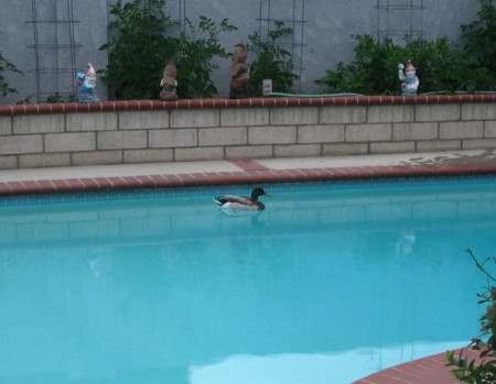 Mr. Duck seemed to want to swim around in our pool