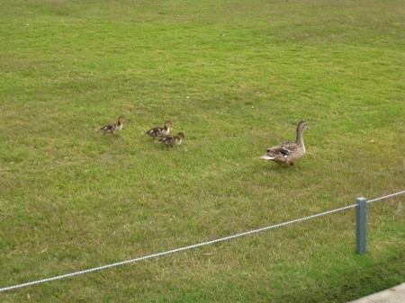 Mommy and the babies - Sue got to feed them!