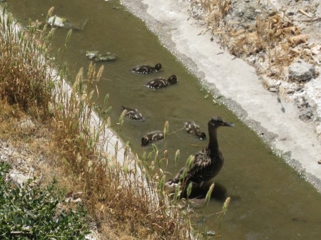 Mommy dick had the babies in the dreek so the hawks can't swoop in and get them