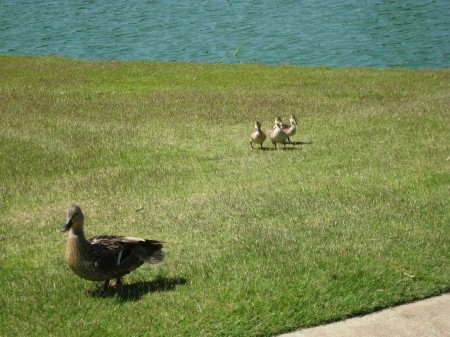 Mommy duck brings her kids over to Sue to get some vitamen fortified duck food