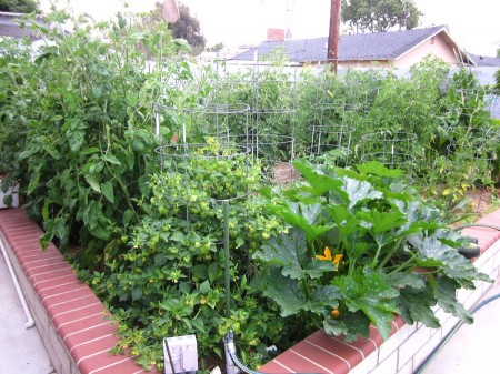 A walk in the garden... It's watering and fertilizer day!