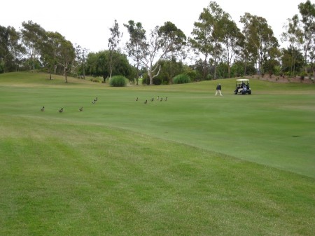 Sue is chased by a herd of ducks