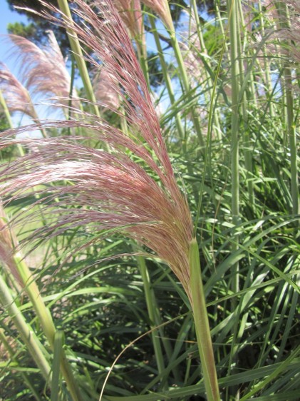 The pampas grass with blooming... Sue looked up how it is done