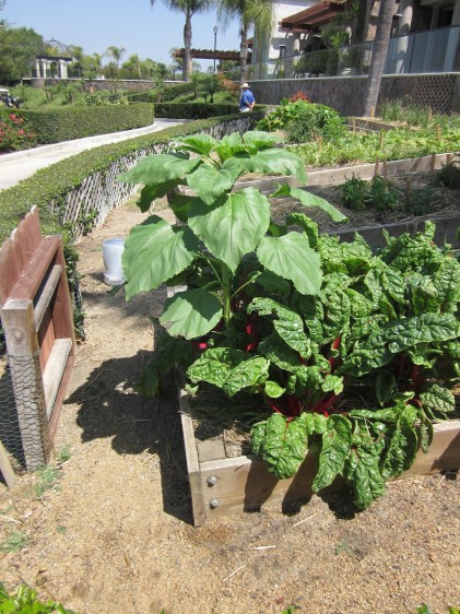 Paul planted a sun flower in the garden