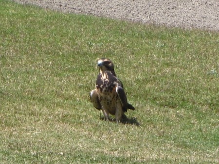 Mr. Red Tailed HAwk was holding is location and we could get right next to him and he would not move...