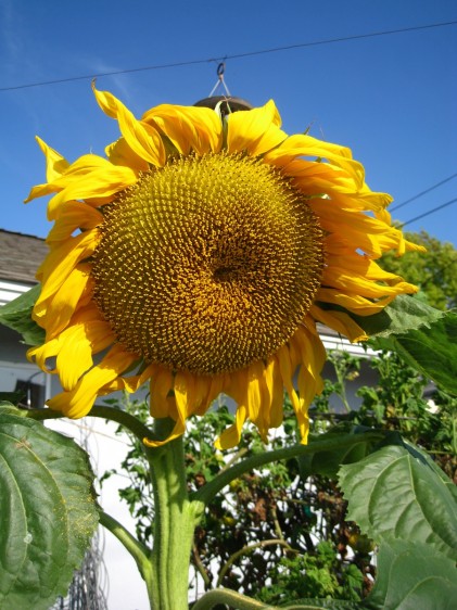 Our Sunflower is looking good