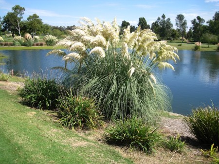The pampas grass was beautiful