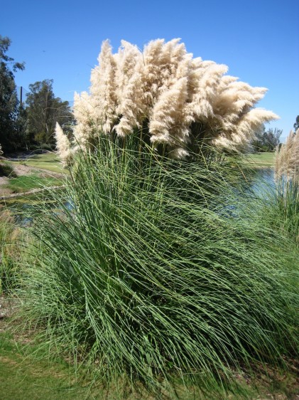 The pampas grass was beautiful in the wind