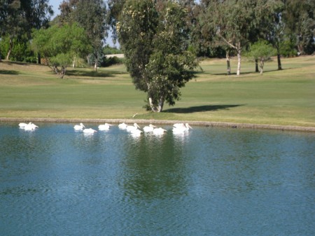 The Great White Pelicans were visiting