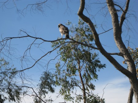 Mr. Hawk was keeping an eye on us!