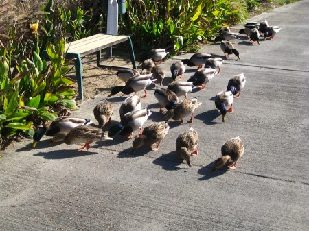 The ducks were happy to see Grandma Sue