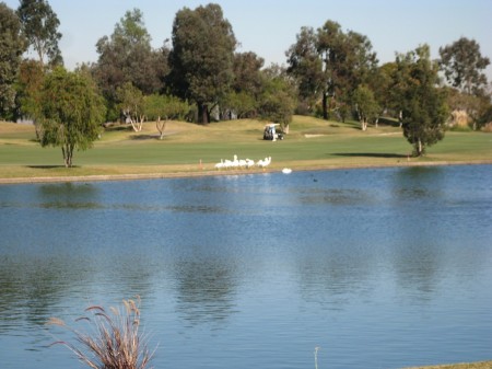 We had white pelicans