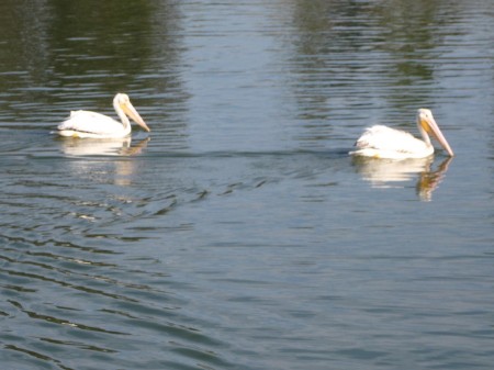 These guys were on a feeding frenzy!