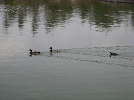 On the tenth hole, Sue yells "Where are my duckers" and they race across the lake!