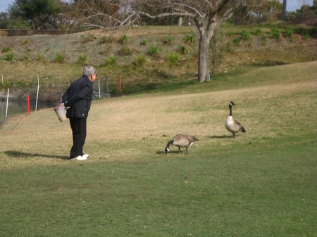 These geese recognized Sue and ran over to her for a little snack!