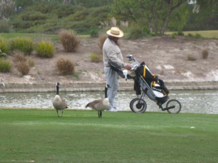 We were visited by Sue's Goosers on the 18th hole