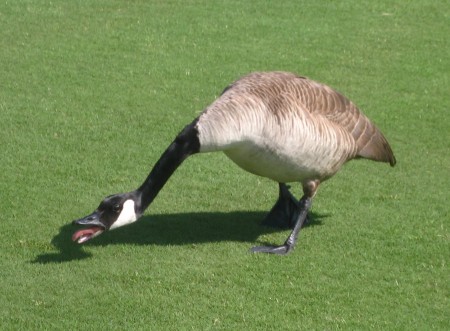 Sue's goose was not allowing other geese near her... Head down