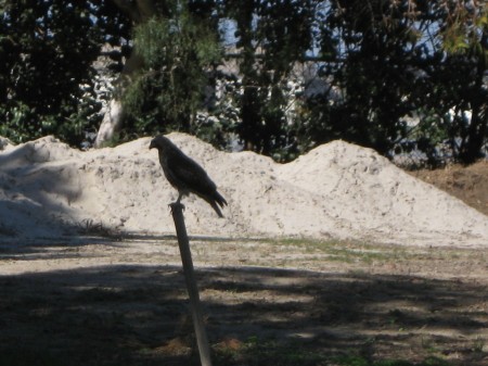 Mr. Hawk has been close to the sand for a week now.... Must be meals available to him!