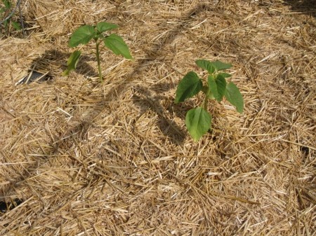 These little sun flowers will soon be 10 feet tall!