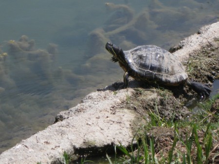 "Hey don't look, I am sunbathing and I am not wearing a swim suit"