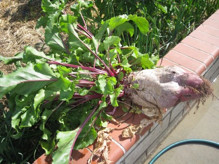 This is a beet believe it or not!