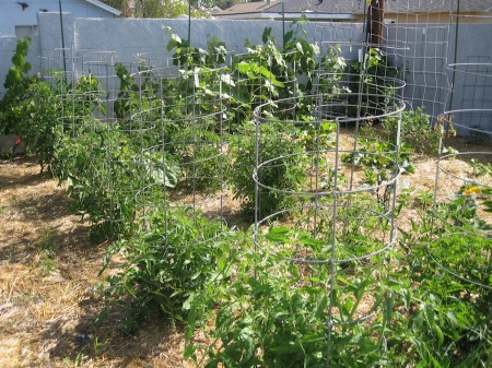 The tomatoes are starting to grow