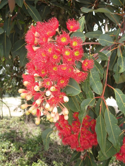 The red flowers on the trees were beautiful