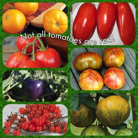 Not all tomatoes are red and round!!