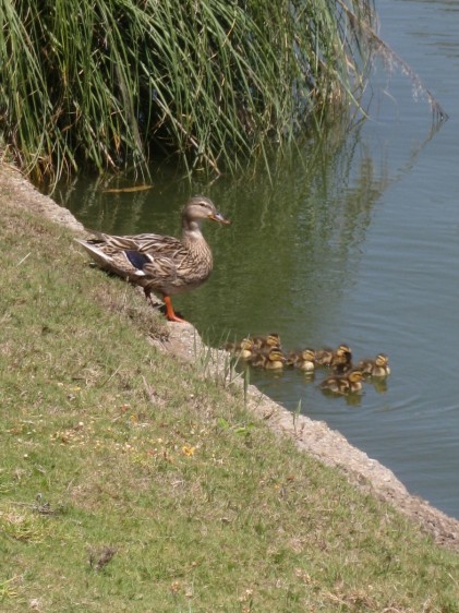 Mommy duck showed off her brood to Grandma Sue