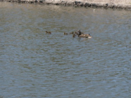 The lake on nine had babies!