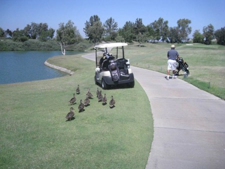 Sue's babies chase her down the course to get the afternoon snacks