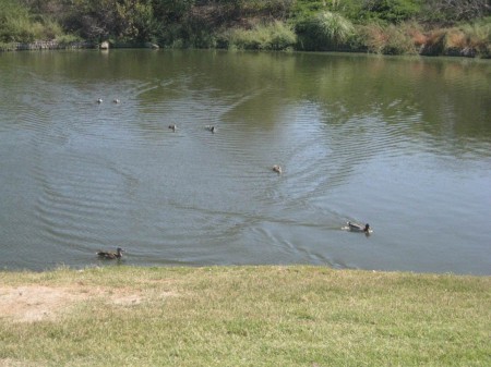 Paddling and flapping as hard as they could!  Funny to watch