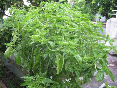 Basil gone wild!