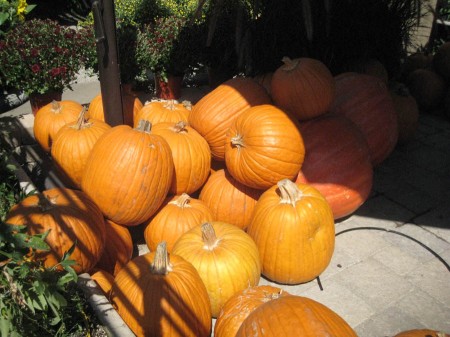 Tonnes of pumpkins!