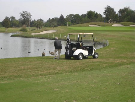 Feeding the goosers!