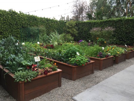 Veggies galore