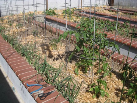 The garden is beginning to fill up with veggies