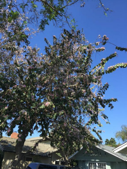 Blossoms clear up to the sky