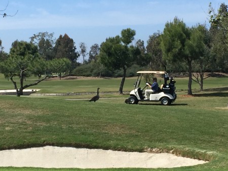 Sue fed her geese on the 11th hole!  They are indeed funny animals!