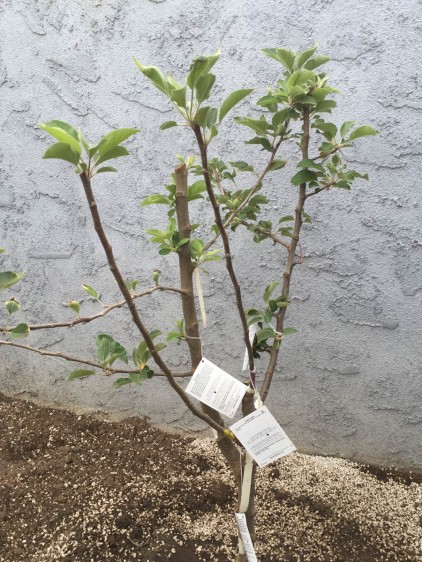 This lttle tree has FOUR different apples grafted onto it!  Amazing!