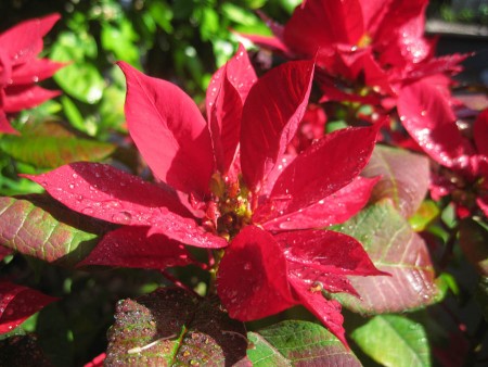 Charlotte's flowers were magnificent with the rain drops on the leaves