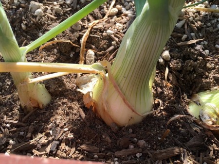 The onions are "bulbing" meaning the bottoms are getting large