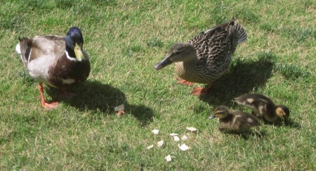 Daddy and mommy duck were watching the kids