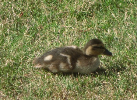 The baby came right up to us