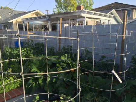 The new cages are in but still need some time to assure the tomatoes are happy