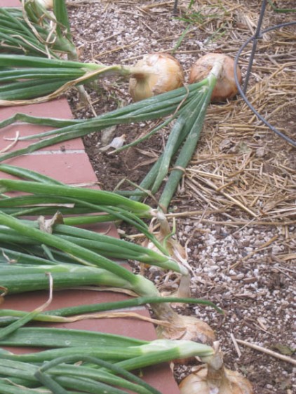 When we need onions, we pull them a few days ahead of time and let them dry!